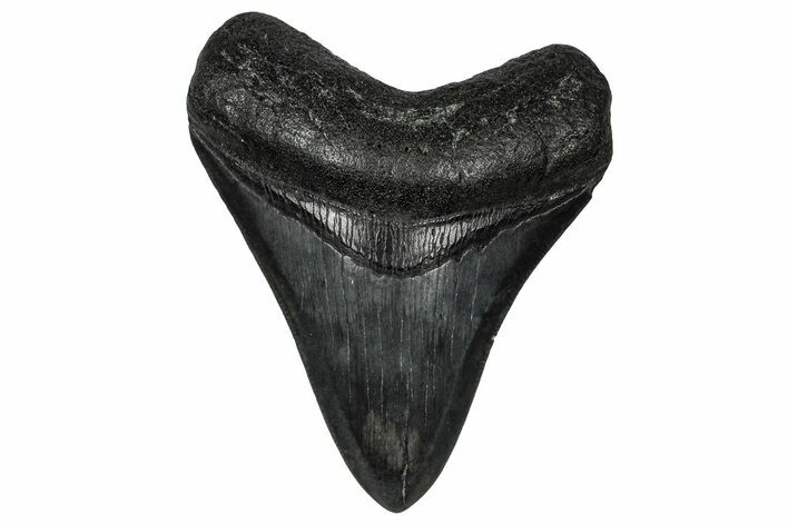 Fossil Megalodon Tooth - South Carolina #356849
